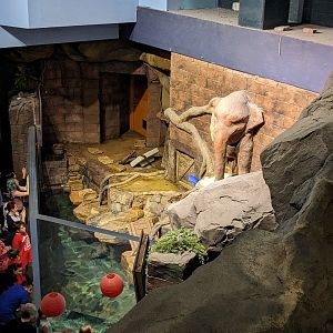 River Scout - Asian small clawed otter exhibit