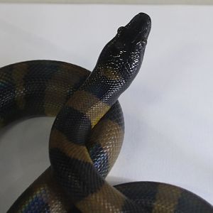 Bismarck ringed python - Botrochilus boa
