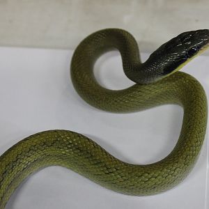 Elaphe taeniura grabowskyi