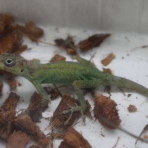 Anolis extremus