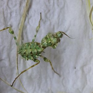 Praying mantis species