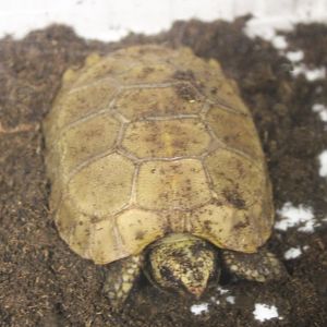 Indotestudo elongata