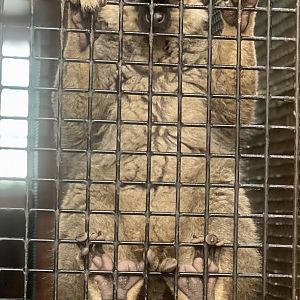 Lupa Zoo in One Image