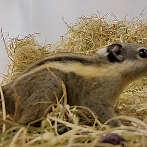 Himalayan striped squirrel - Tamiops mcclelandii