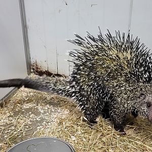 Brazilian porcupine