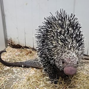 Brazilian porcupine