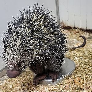 Brazilian porcupine
