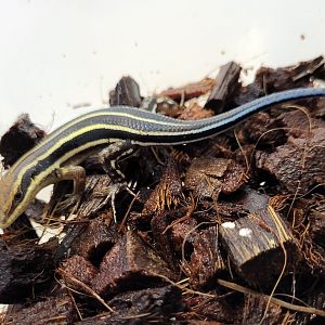 Trachylepis quinquetaeniata