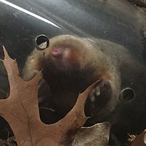 Eastern Mole (Scalopus aquaticus)