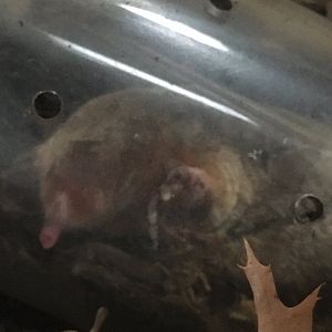 Eastern Mole (Scalopus aquaticus)
