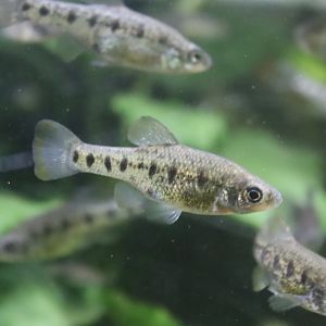 Barred splitfin (Chapalichthys encaustus) 28/10/2022