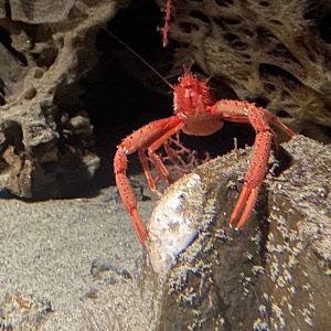 Deep sea squat lobster
