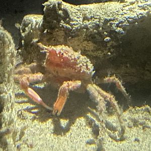 Deep sea spider crab sp.