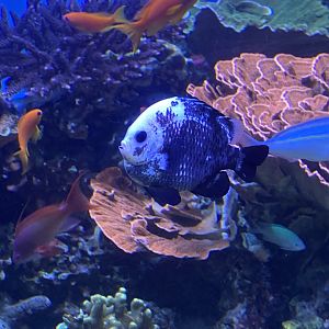 Aberrant? threespot dascyllus