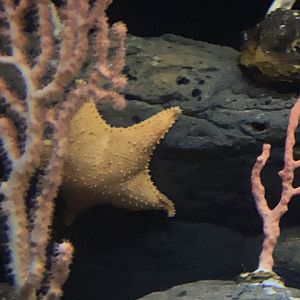 Deep sea sea star sp.