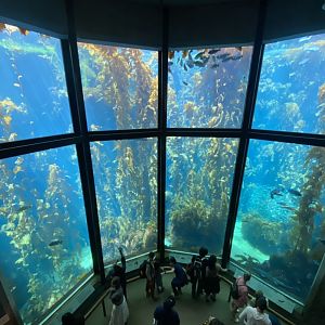 Kelp forest