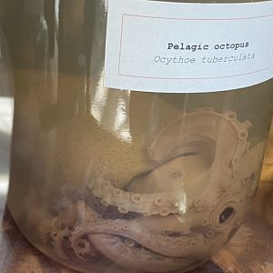 Preserved pelagic octopus
