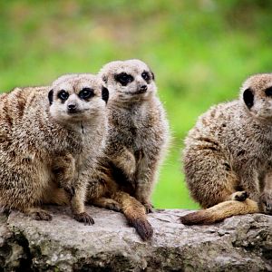 Meerkats