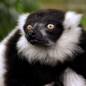 Black & White Ruffed Lemur