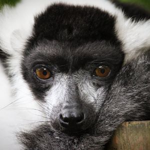 Black &White Ruffed Lemur