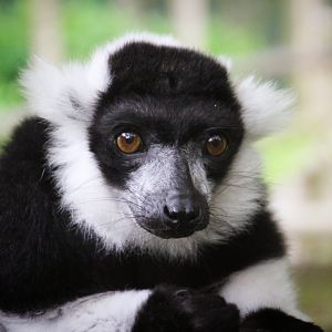 Black & White Ruffed Lemur
