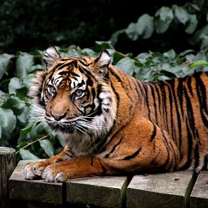 Daseep - Sumatran Tiger