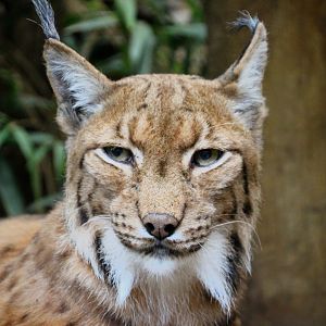 Carpathian Lynx