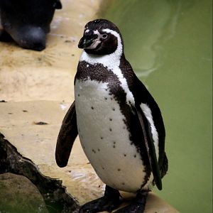 Humboldt Penguin