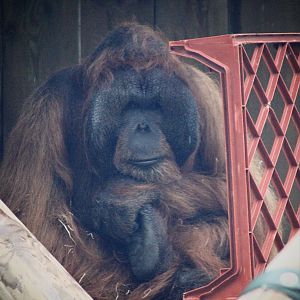 Benji - Bornean Orangutan