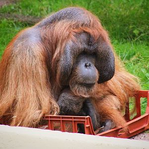 Benji - Bornean Orangutan