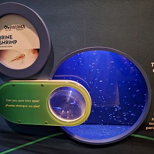 New brine shrimp exhibit