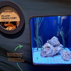 New Yellow-prawn goby exhibit