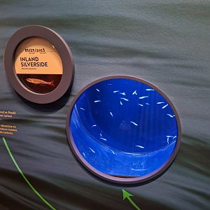 New Inland Silverside exhibit