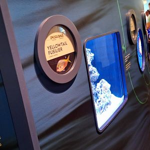 New Yellowtail Fusilier exhibit