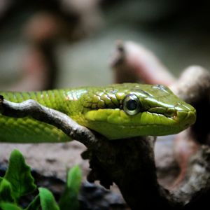 Red-tailed Green Ratsnake