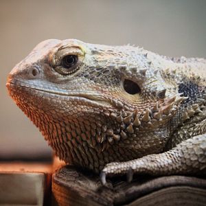 Bearded Dragon