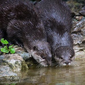 Small-clawed Otters
