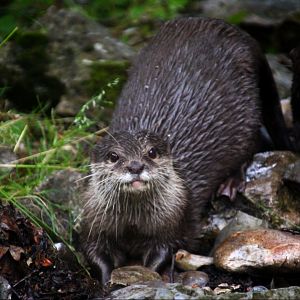Small-clawed Otter