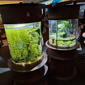 New Native fish tanks