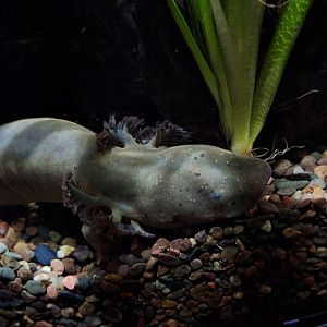 Lesser Siren (Siren intermedia)