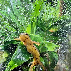 Central Newt (Notophthalmus viridescens louisianensis)