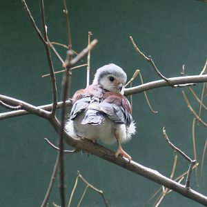 African Pygmy Falcon (Polihierax semitorquatus)