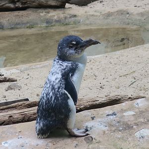 Taz the Australian Fairy Penguin (Eudyptula novaehollandiae)