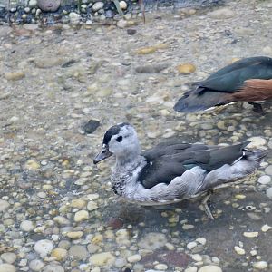 Cotton Pygmy Goose (Nettapus coromandelianus) and African Pygmy Goose (Nettapus auritus)