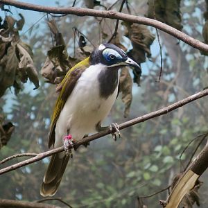 Blue-Faced Honeyeater (Entomyzon cyanotis)