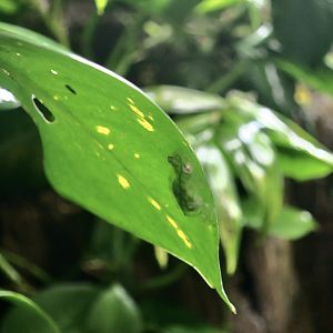 La Palma Glass Frog (Hyalinobatrachium valerioi)