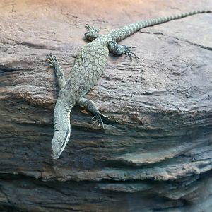 Kimberley Rock Monitor (Varanus glauerti)