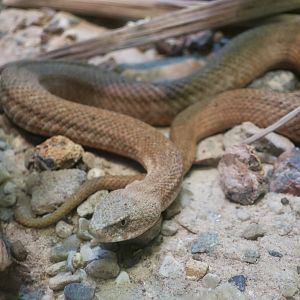 Milos Viper (Macrovipera schweizeri)