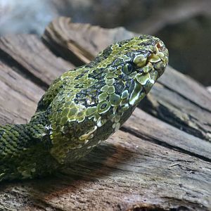 Mang Shan Pit Viper (Protobothrops mangshanensis)