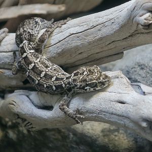 Carrot-Tailed Viper Gecko (Hemidactylus imbricatus)